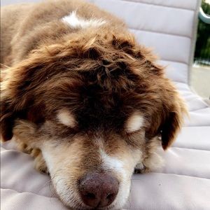 Meet your Posher, Frank